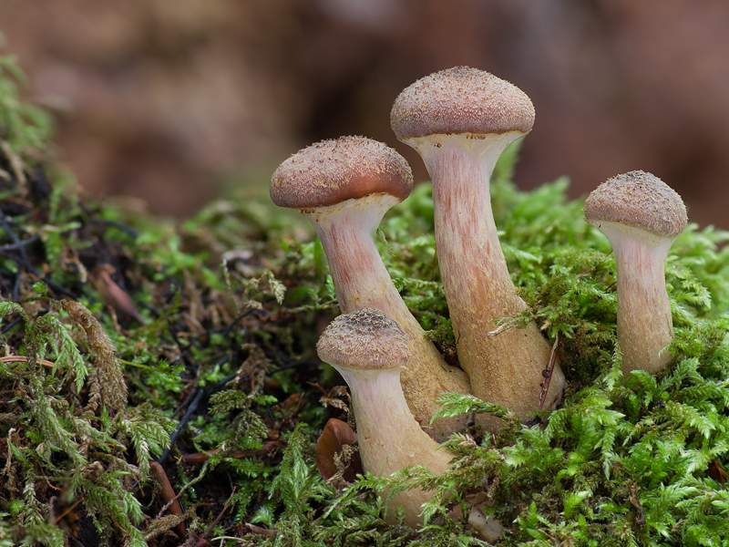 Armillaria cepistipes